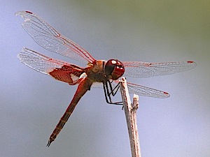 Red Saddlebags - Tramea onusta